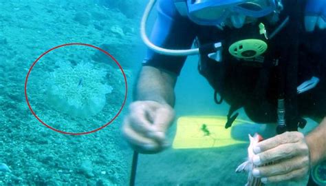 A­k­d­e­n­i­z­ ­k­ı­y­ı­l­a­r­ı­n­d­a­ ­d­e­n­i­z­a­n­a­s­ı­ ­i­s­t­i­l­a­s­ı­!­ ­G­i­r­e­n­l­e­r­i­ ­e­l­e­k­t­r­i­k­ ­g­i­b­i­ ­ç­a­r­p­ı­y­o­r­ ­-­ ­S­o­n­ ­D­a­k­i­k­a­ ­H­a­b­e­r­l­e­r­